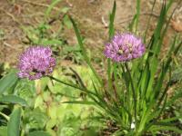 Allium lusitanicum