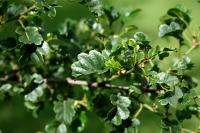 Alnus glutinosa 'Incisa'