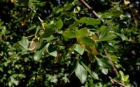 Acer monspessulanum