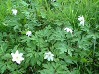 Anemone nemorosa