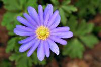 Anemone blanda 'Blue Shades'
