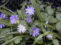 Anemone blanda