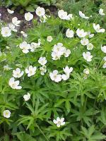 Anemone canadensis