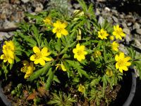 Anemone ranunculoides