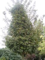 Acer zoeschense
