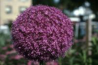 Allium giganteum