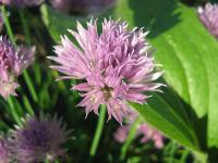 Allium schoenoprasum