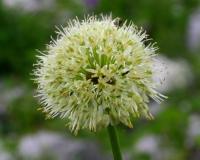 Allium victorialis