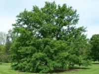 Acer miyabei