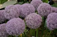 Allium 'Globemaster'