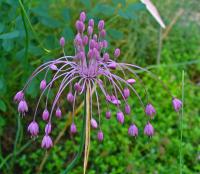 Allium carinatum ssp. pulchellum
