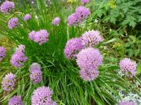 Allium montanum