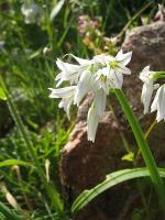 Allium triquetrum