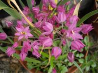 Allium oreophilum