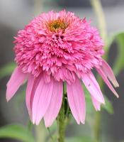 Echinacea purpurea 'Pink Double Delight'