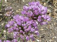 Allium angulosum