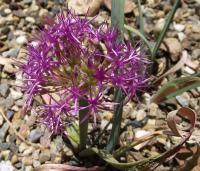 Allium platycaule