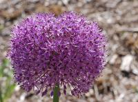 Allium 'Gladiator'
