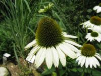 Echinacea purpurea 'Primadonna'