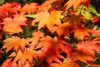 Acer japonicum 'Vitifolium'