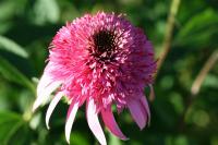 Echinacea purpurea 'Razzmatazz'