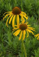 Echinacea paradoxa