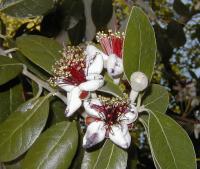 Acca sellowiana