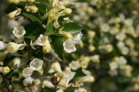 Abelia serrata