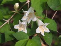 Abelia spathulata