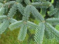 Abies numidica