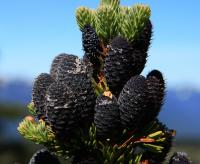 Abies lasiocarpa