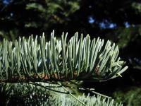 Abies magnifica