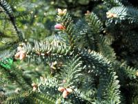 Abies pinsapo 'Glauca'