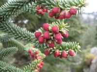 Abies pinsapo