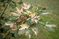 Acer pseudoplatanus 'Nizetii'