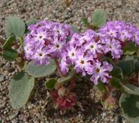 Abronia villosa
