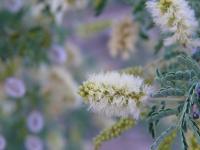 Acacia greggii