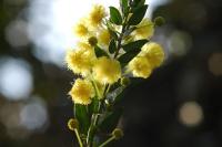 Acacia mimosa