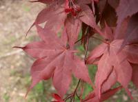 Acer palmatum 'Sanguineum'