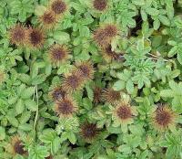 Acaena anserinifolia