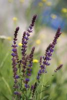 Salvia nemorosa