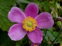 Anemone hupehensis 'Splendens'