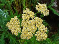 Achillea clypeolata