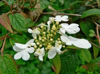 Viburnum plicatum 'Summer Snowflake'