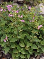 Calamintha grandiflora