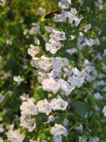 Calamintha nepeta
