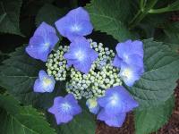 Hydrangea macrophylla 'Taube'