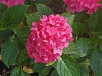 Hydrangea macrophylla 'Pia'