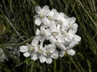 Achillea clavennae