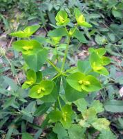 Euphorbia amygdaloides